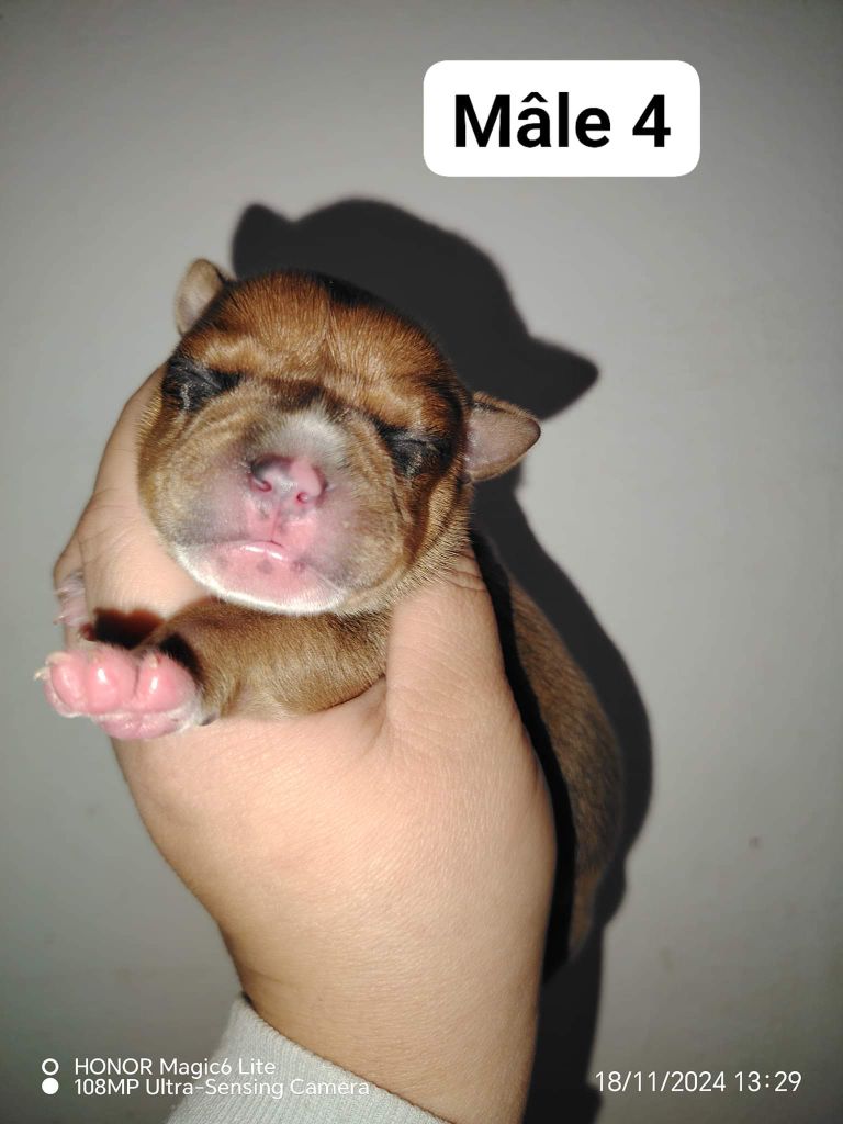 Spirit Wolf Addict - Chiot disponible  - Staffordshire Bull Terrier