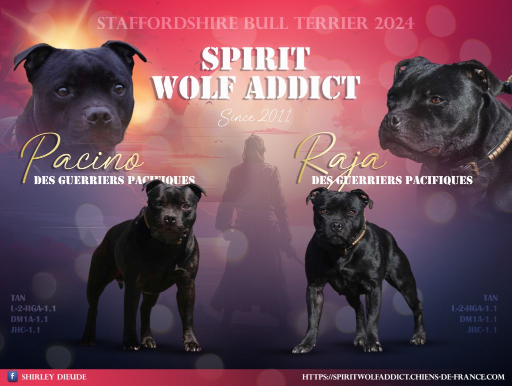 chiot Staffordshire Bull Terrier Spirit Wolf Addict