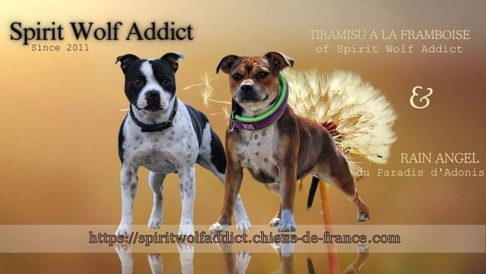 chiot Staffordshire Bull Terrier Spirit Wolf Addict