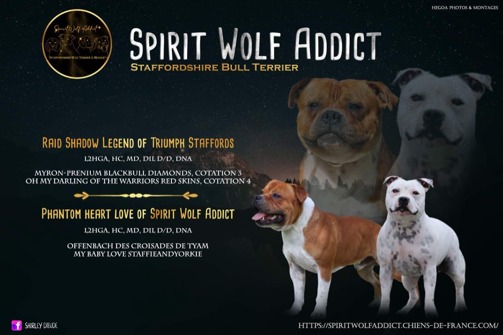 chiot Staffordshire Bull Terrier Spirit Wolf Addict