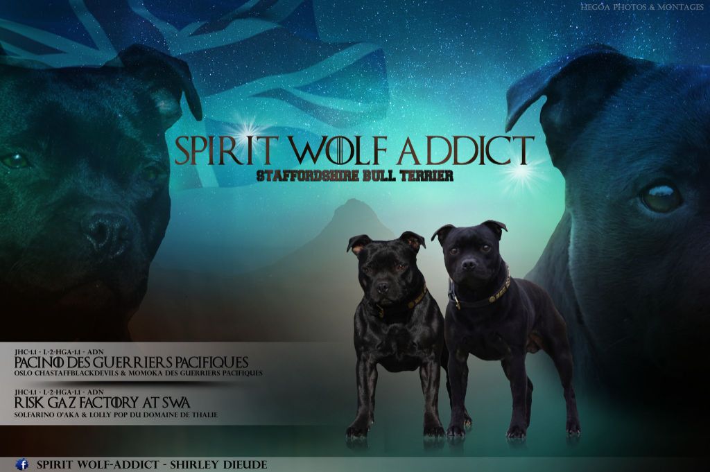 chiot Staffordshire Bull Terrier Spirit Wolf Addict