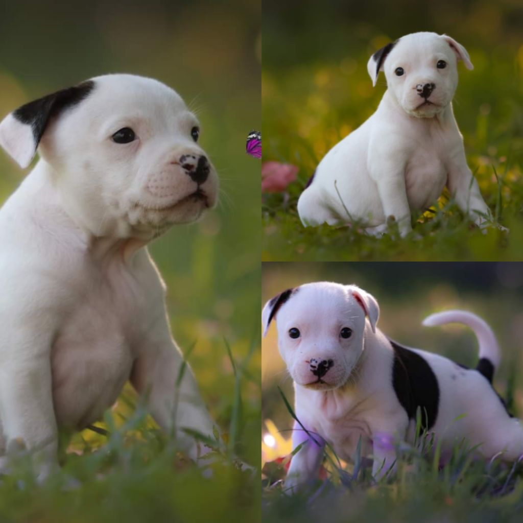 Spirit Wolf Addict - Chiot disponible  - Staffordshire Bull Terrier