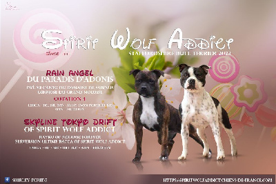 Spirit Wolf Addict - Staffordshire Bull Terrier - Portée née le 11/02/2024