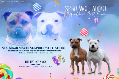 Spirit Wolf Addict - Staffordshire Bull Terrier - Portée née le 26/03/2023