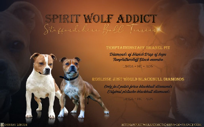 Spirit Wolf Addict - Staffordshire Bull Terrier - Portée née le 01/06/2023