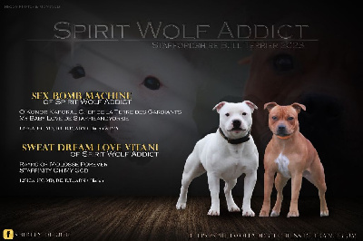 Spirit Wolf Addict - Staffordshire Bull Terrier - Portée née le 27/07/2023