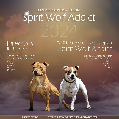 Spirit Wolf Addict - Staffordshire Bull Terrier - Portée née le 14/11/2024