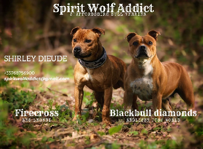 Spirit Wolf Addict - Staffordshire Bull Terrier - Portée née le 21/06/2024