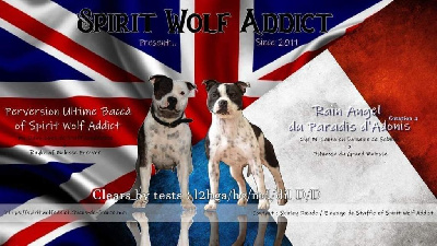 Spirit Wolf Addict - Staffordshire Bull Terrier - Portée née le 02/04/2024