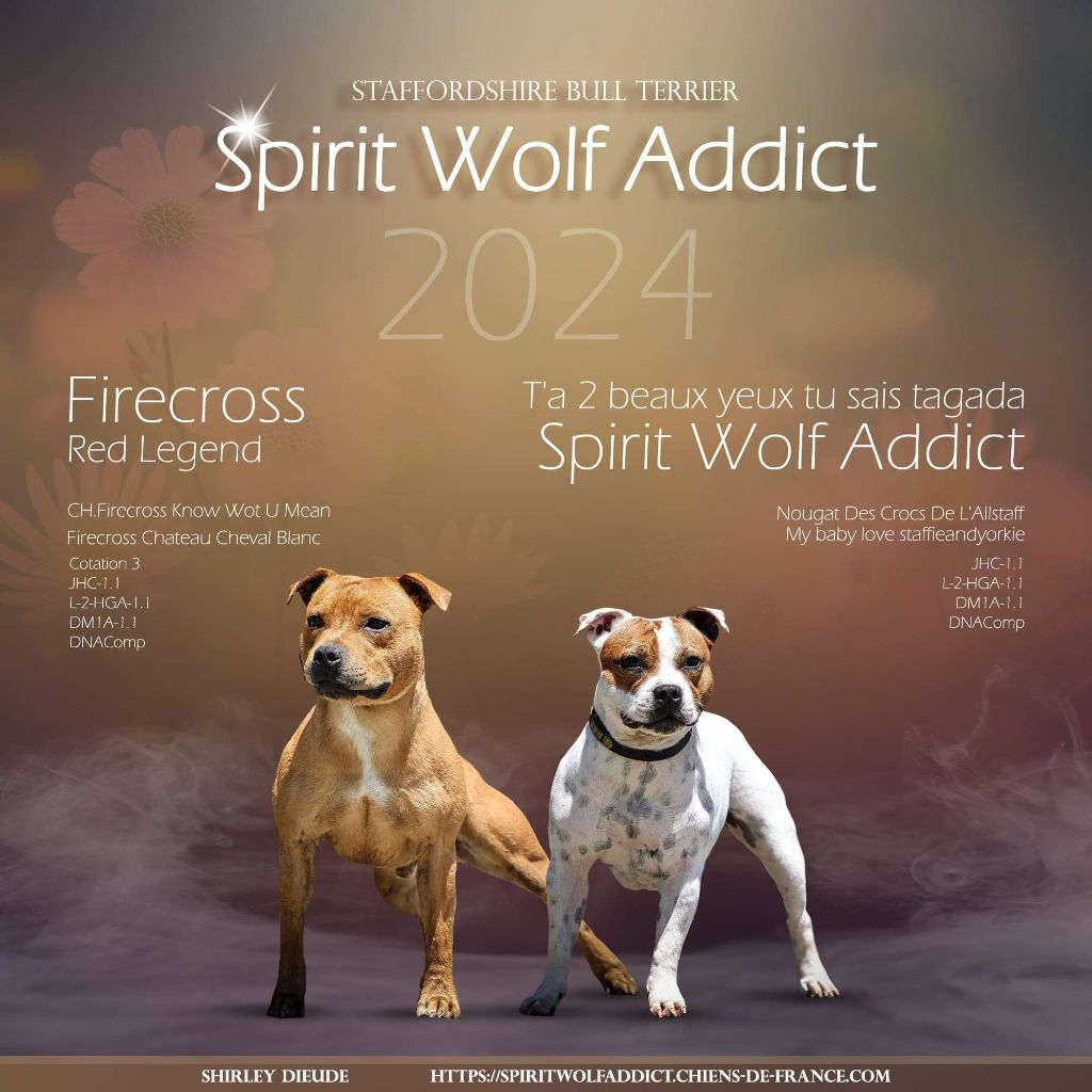 chiot Staffordshire Bull Terrier Spirit Wolf Addict