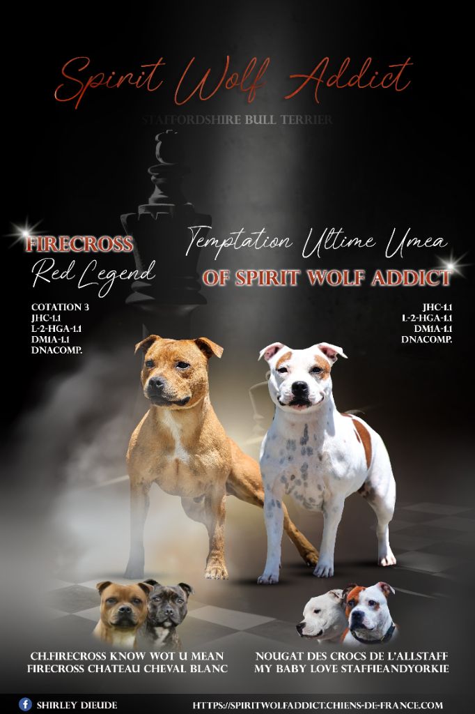 chiot Staffordshire Bull Terrier Spirit Wolf Addict