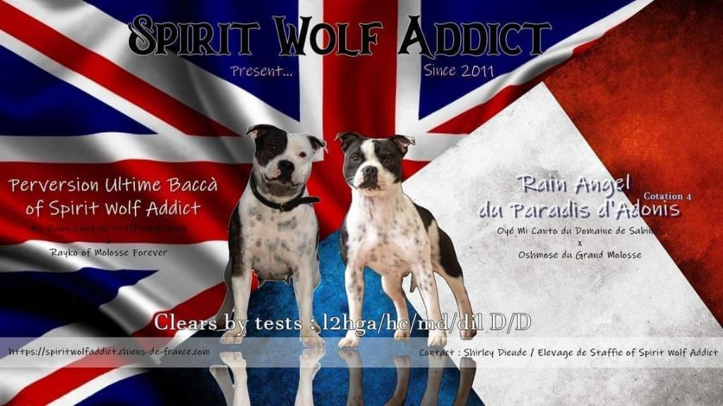 chiot Staffordshire Bull Terrier Spirit Wolf Addict