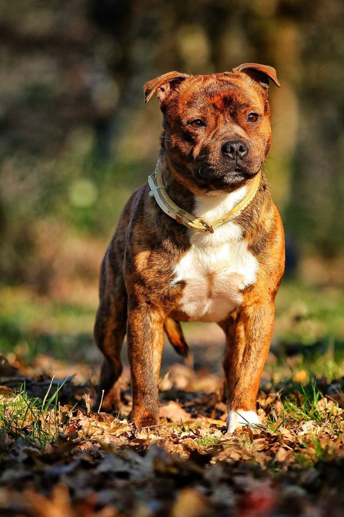 Playboy killer lover of Spirit Wolf Addict