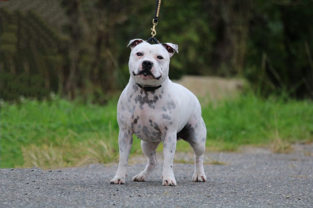 Phantom heart love of Spirit Wolf Addict