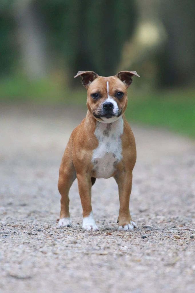 Shiva's crazy dream of Spirit Wolf Addict