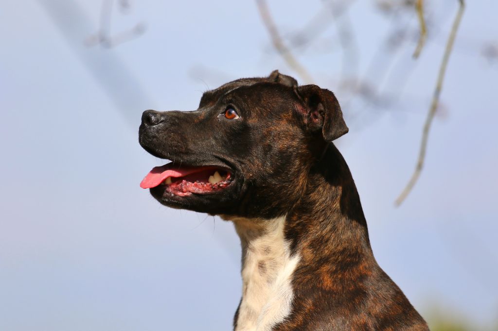 Pepper beautifull ass of Spirit Wolf Addict