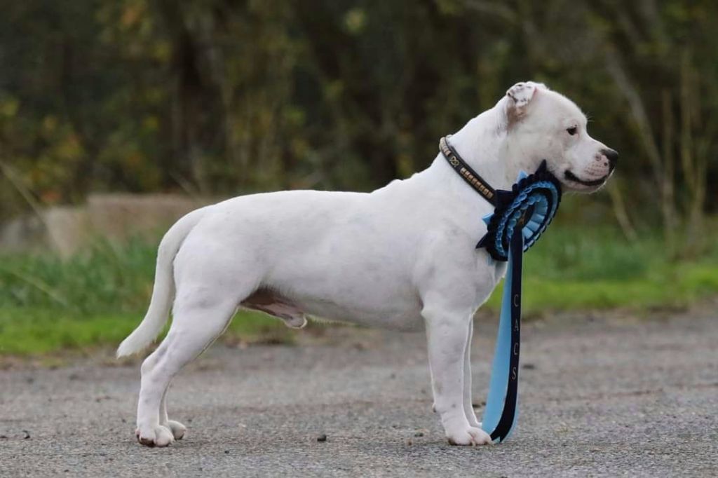 Sex bomb machine of Spirit Wolf Addict