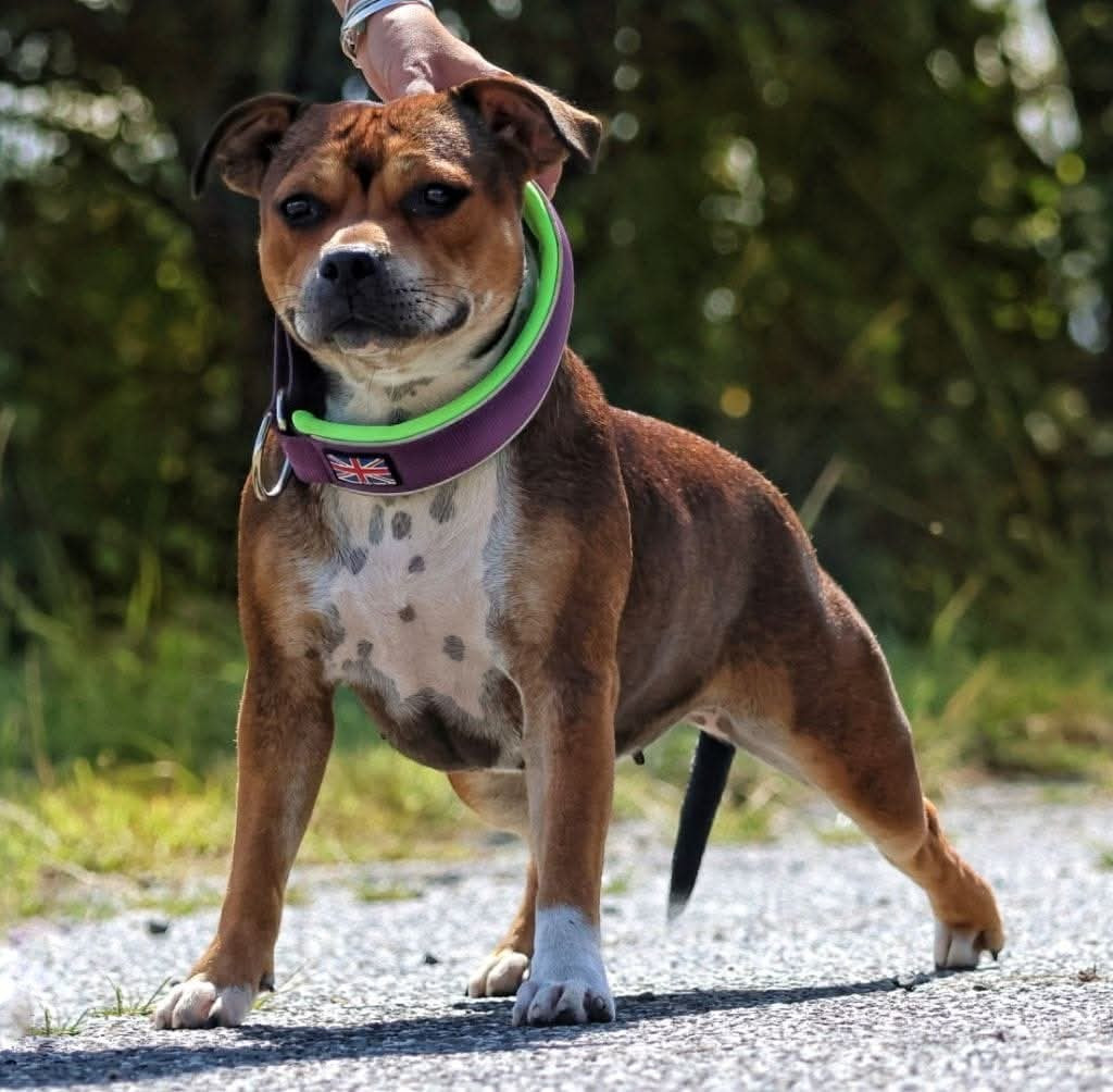 Tiramisu a la framboise of Spirit Wolf Addict