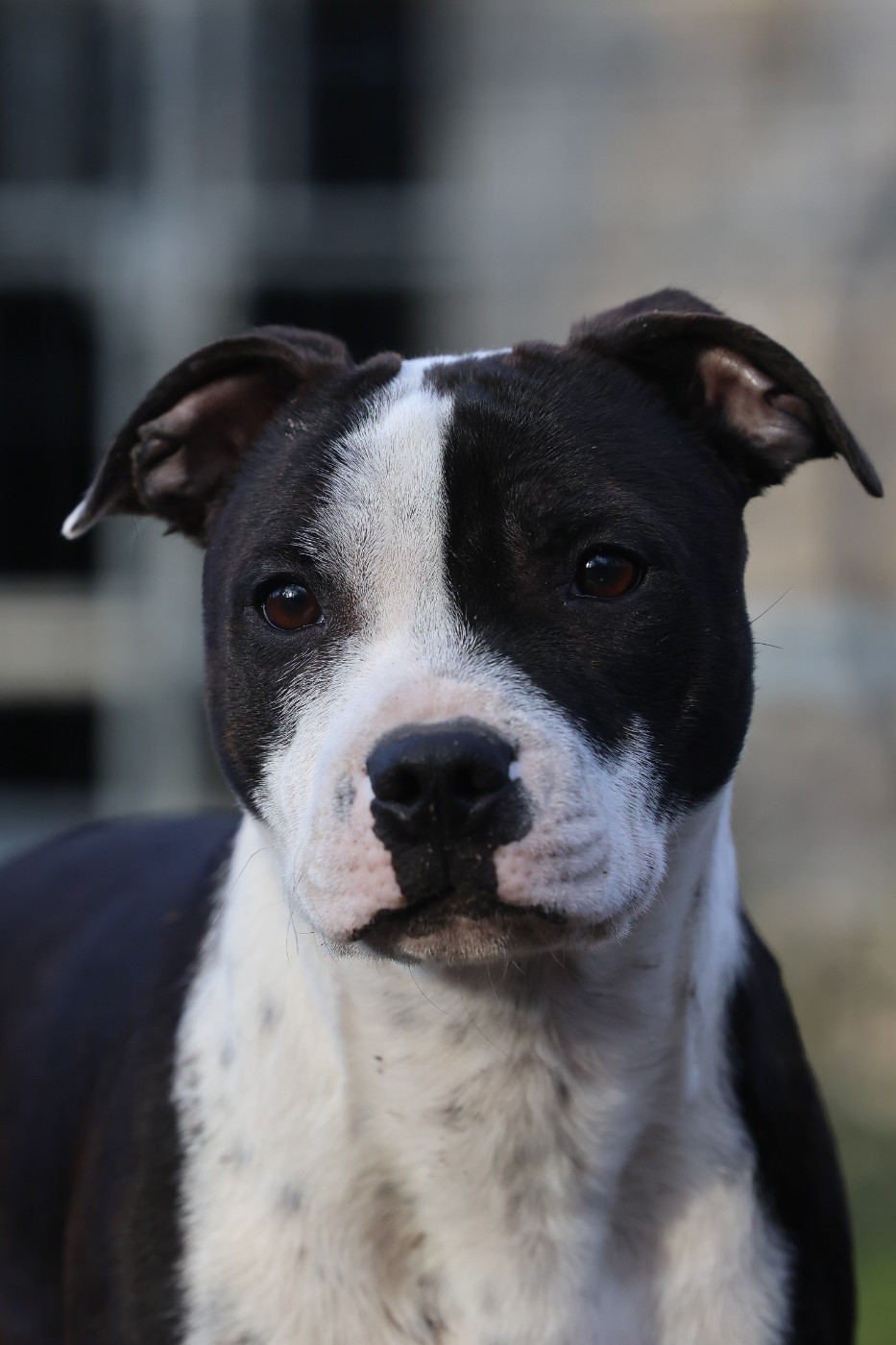 Accroch toi bb ça va swinguer aka panda of Spirit Wolf Addict