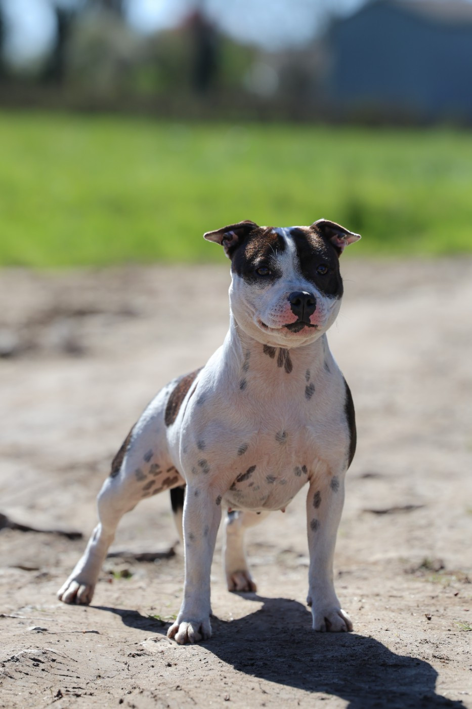 Amazing dream kiss aka bisous of Spirit Wolf Addict