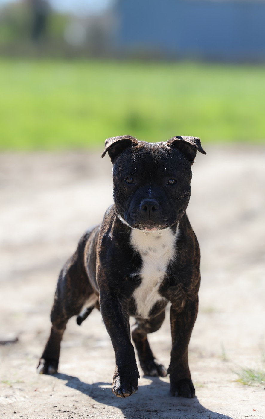 Aston martin of Spirit Wolf Addict