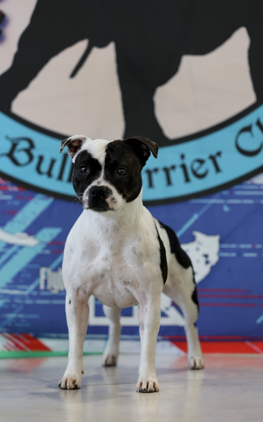 CH. Vendetta bella vita of Spirit Wolf Addict