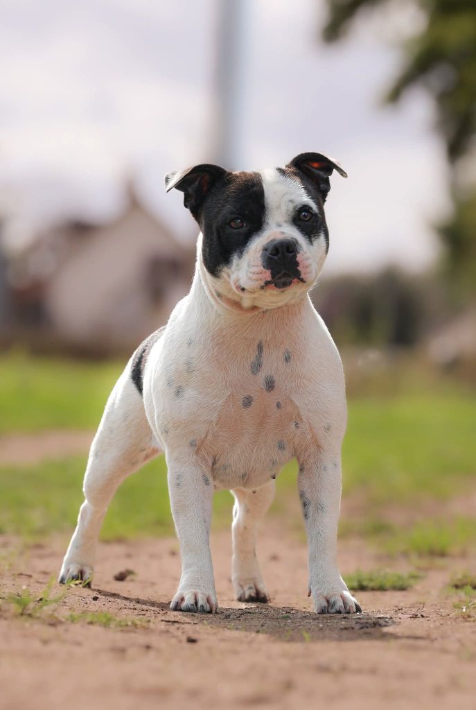 Very bad girl aka padawan of Spirit Wolf Addict