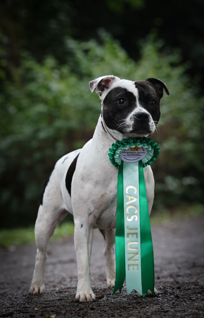 CH. Vendetta bella vita of Spirit Wolf Addict