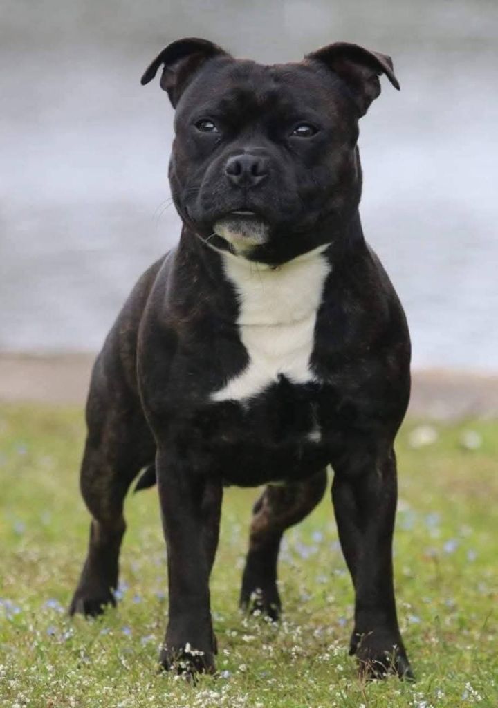 Naiko new esperanza of Spirit Wolf Addict