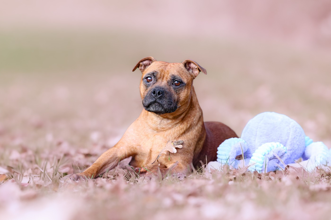 Truffe De la terre des gardiants