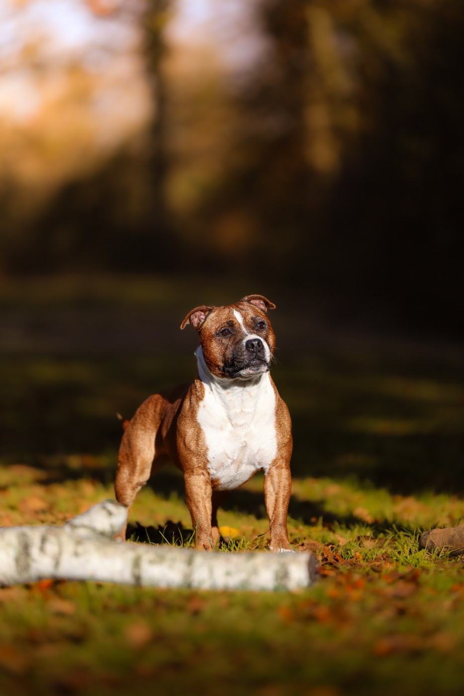 Upsy of Spirit Wolf Addict