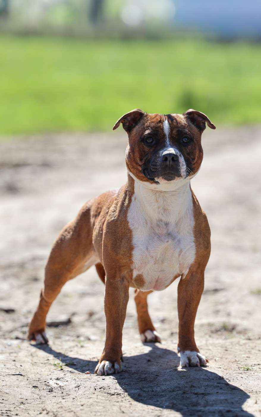 Upsy of Spirit Wolf Addict