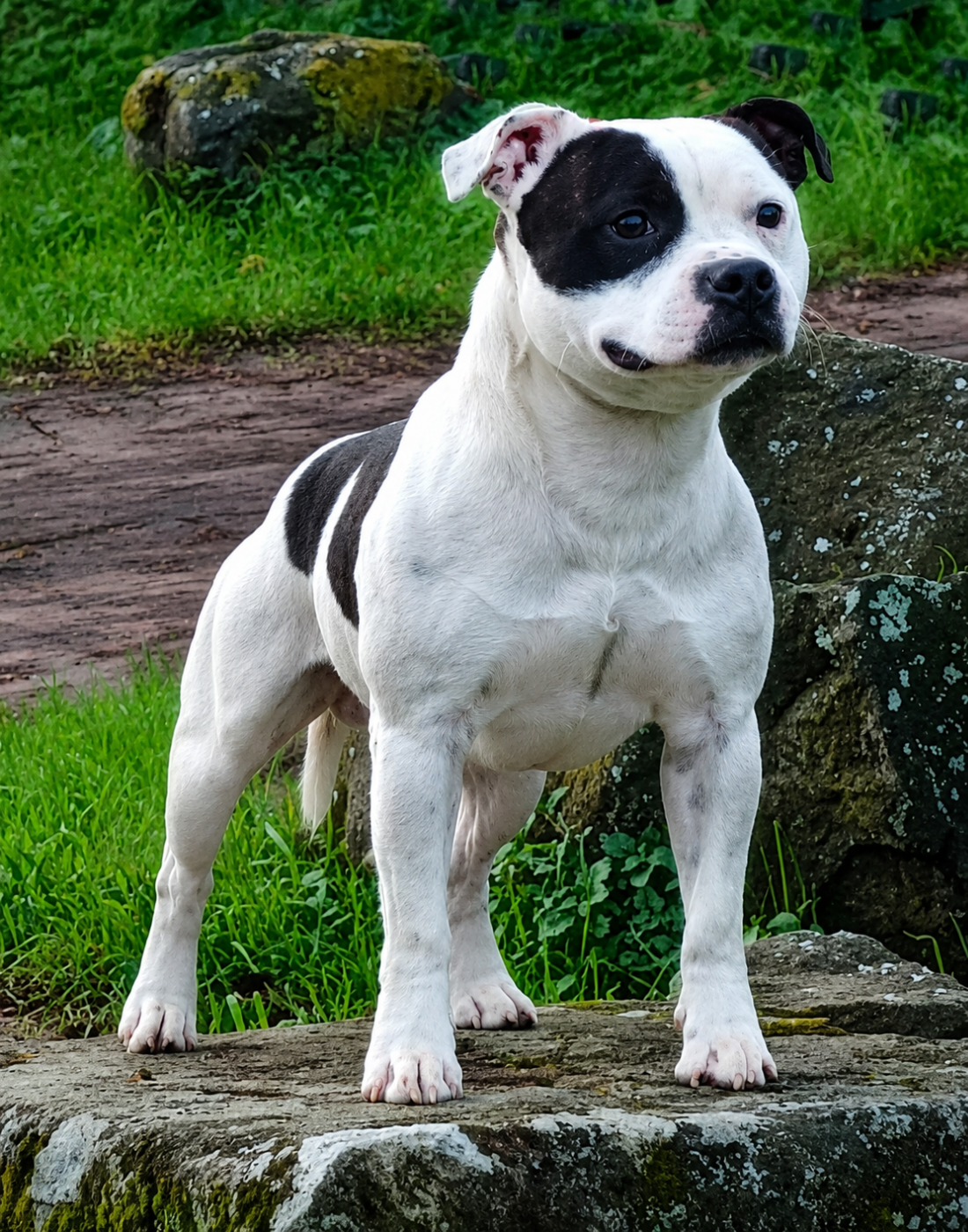 CH. Poseidon Bull Numa Pompilio