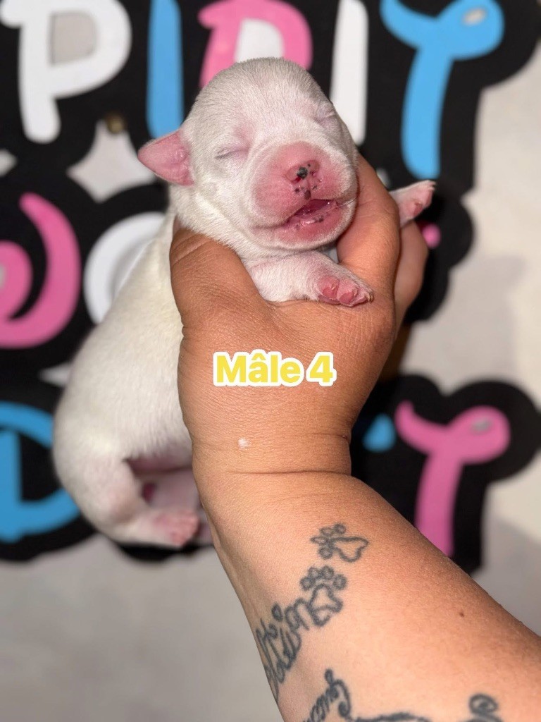 Spirit Wolf Addict - Chiots disponibles - Staffordshire Bull Terrier