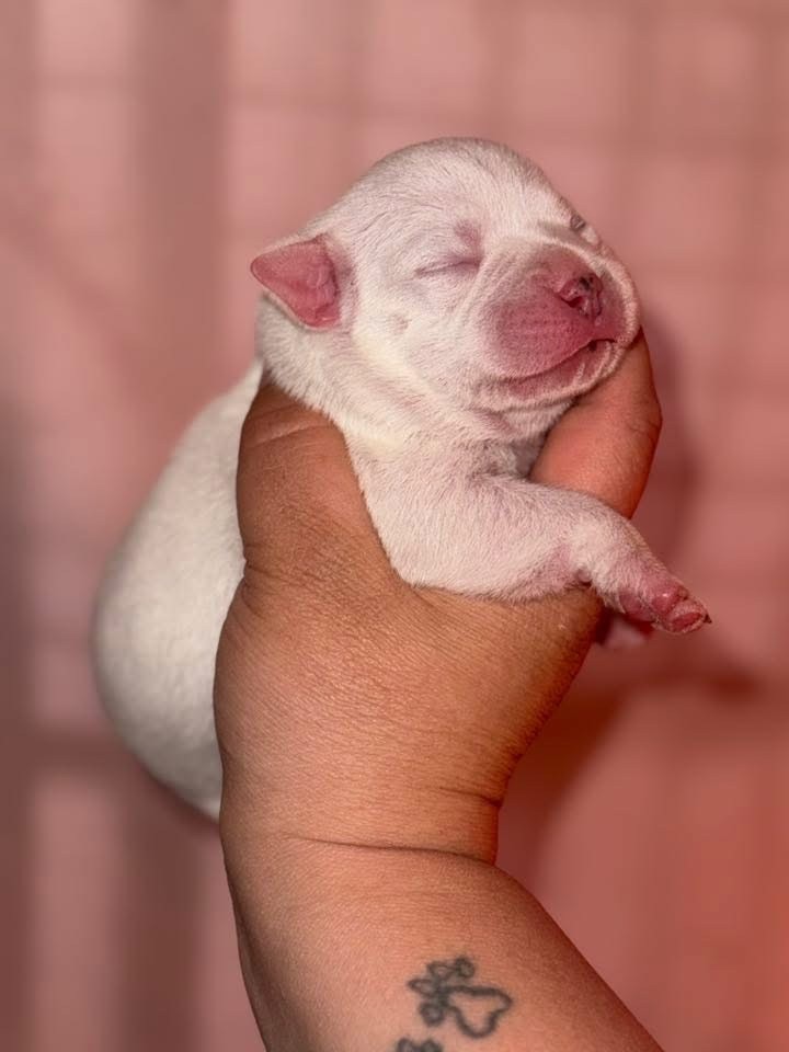 Spirit Wolf Addict - Chiots disponibles - Staffordshire Bull Terrier