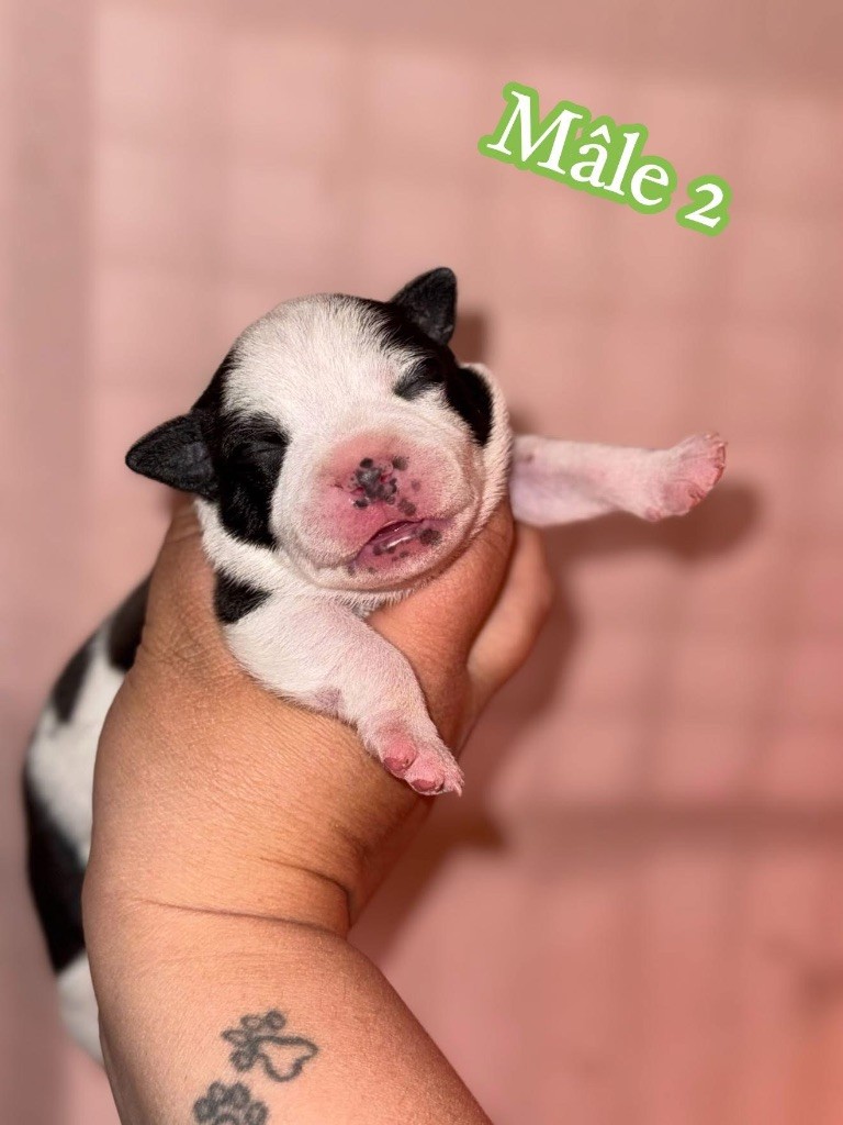 Spirit Wolf Addict - Chiots disponibles - Staffordshire Bull Terrier