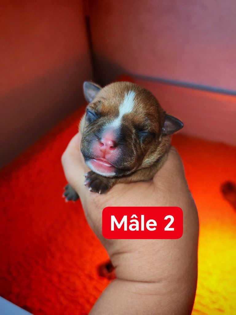 Spirit Wolf Addict - Chiots disponibles - Staffordshire Bull Terrier