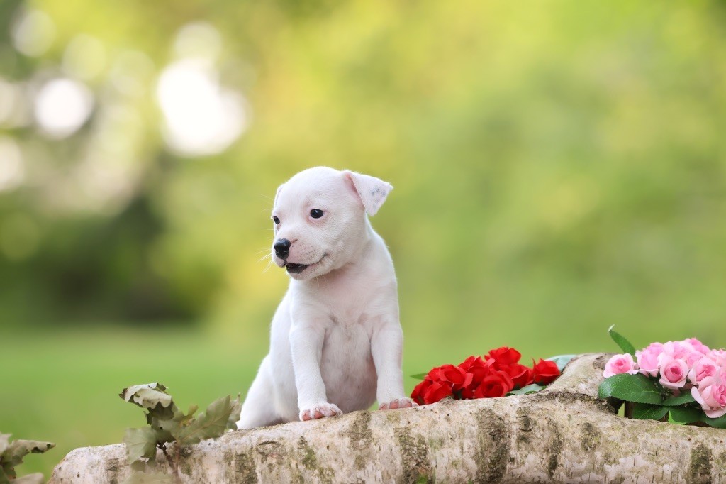Spirit Wolf Addict - Chiots disponibles - Staffordshire Bull Terrier