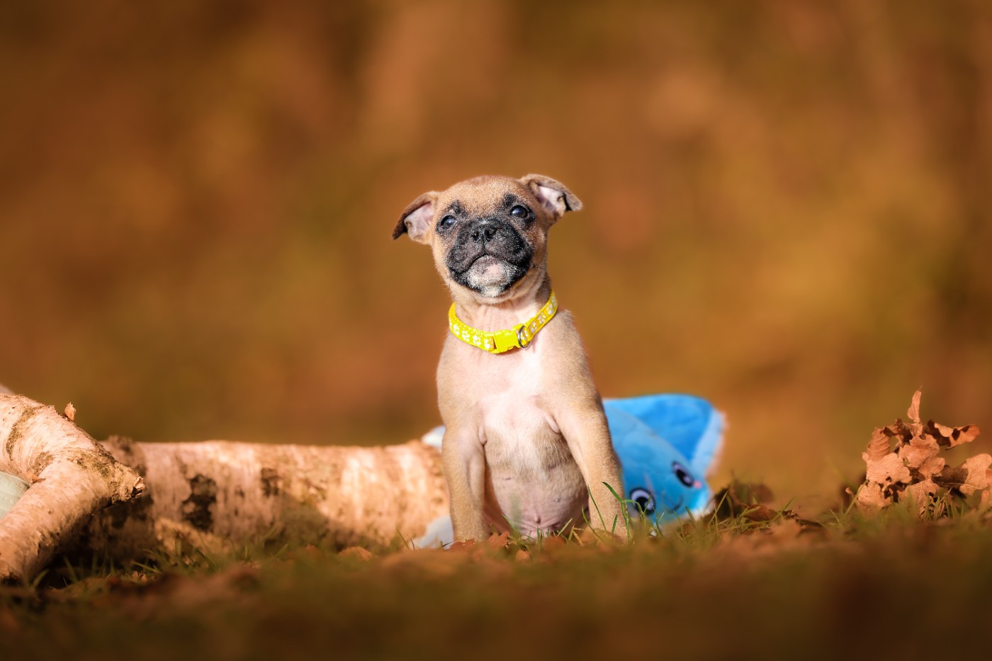 Spirit Wolf Addict - Chiots disponibles - Staffordshire Bull Terrier