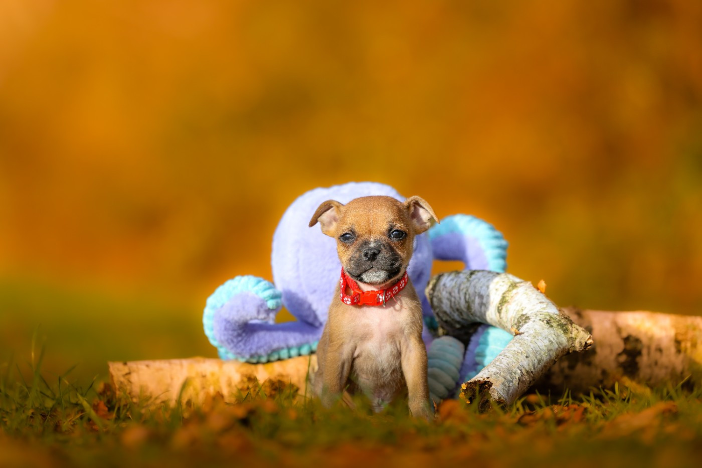 Spirit Wolf Addict - Chiots disponibles - Staffordshire Bull Terrier