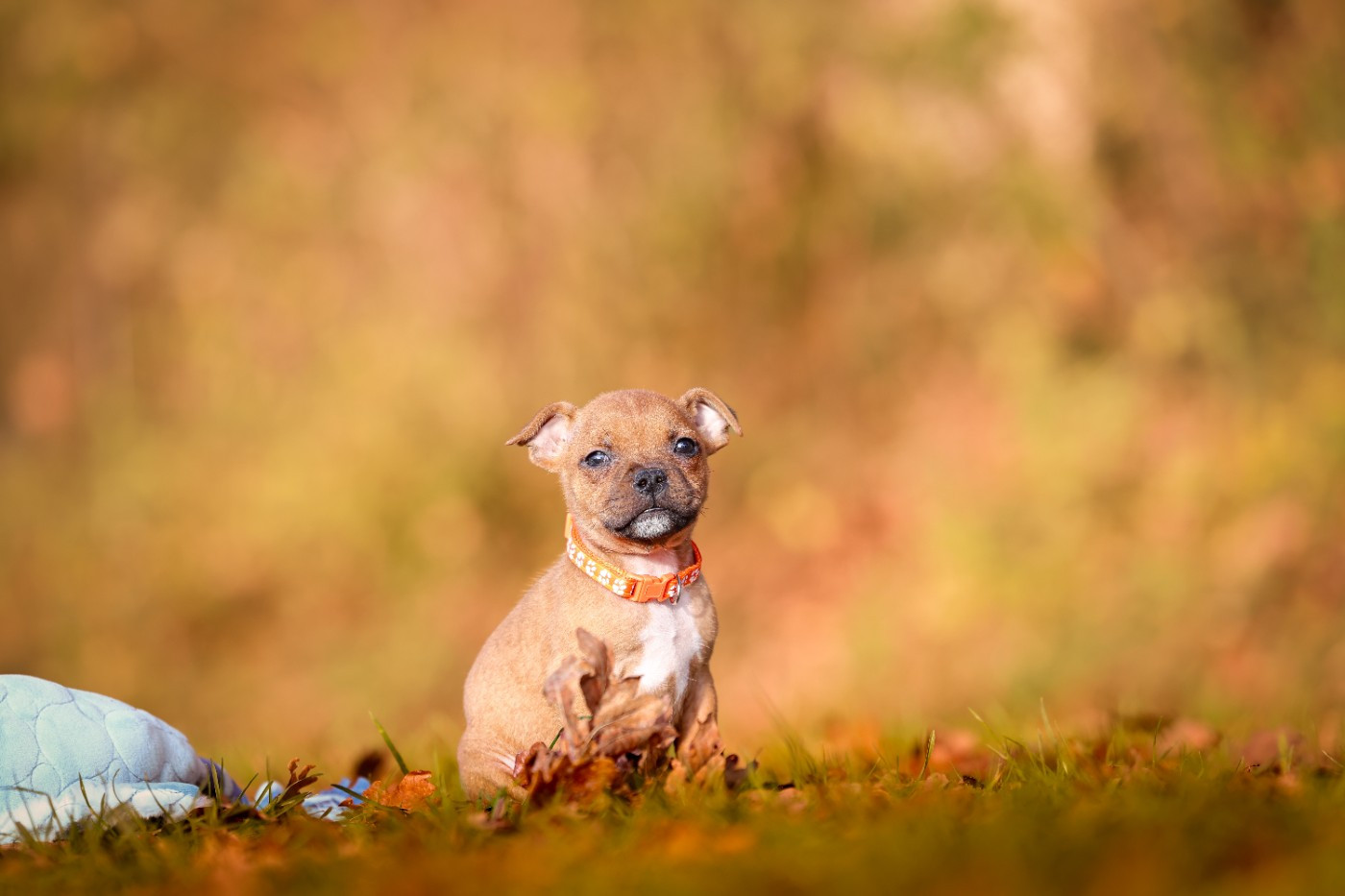 Spirit Wolf Addict - Chiots disponibles - Staffordshire Bull Terrier