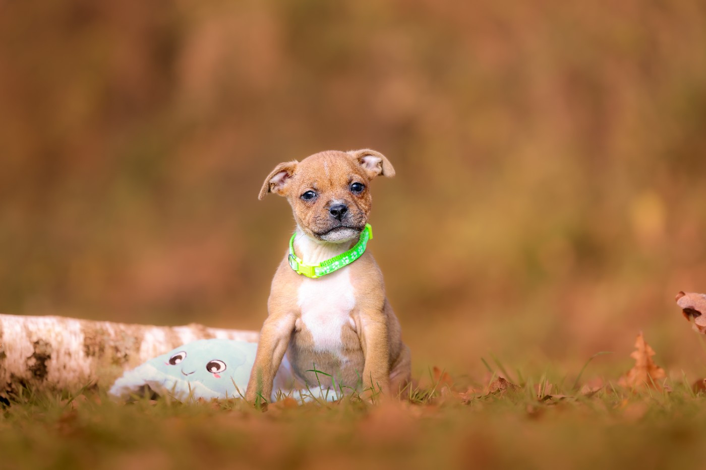 Spirit Wolf Addict - Chiots disponibles - Staffordshire Bull Terrier