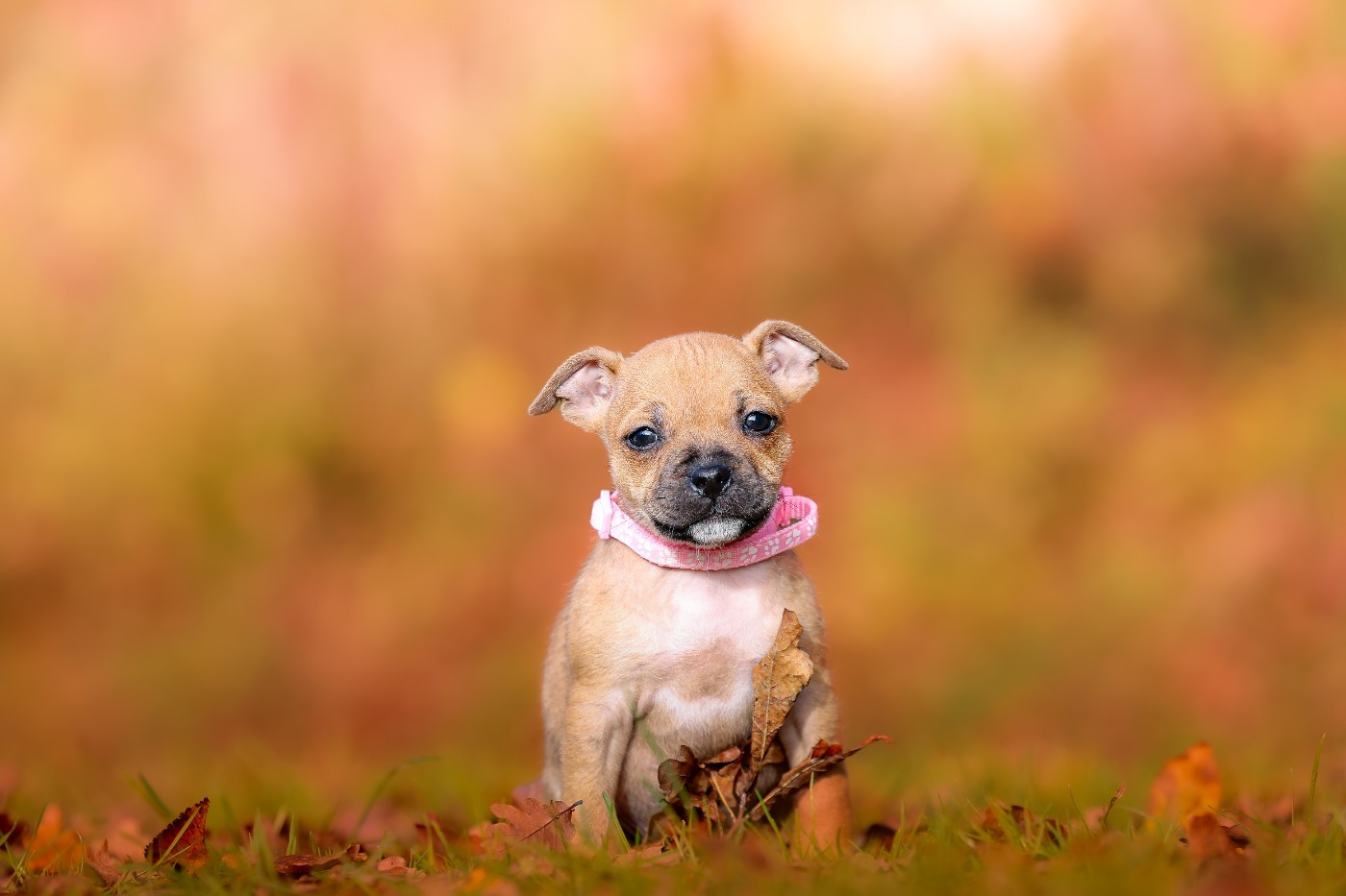 Spirit Wolf Addict - Chiots disponibles - Staffordshire Bull Terrier