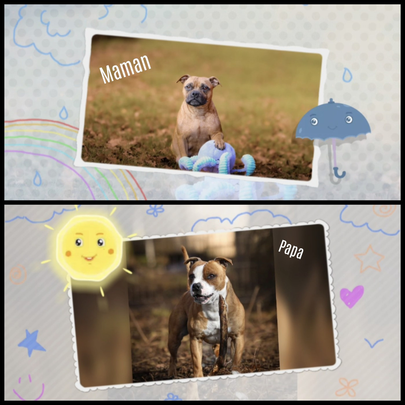 Chiot Staffordshire Bull Terrier Spirit Wolf Addict