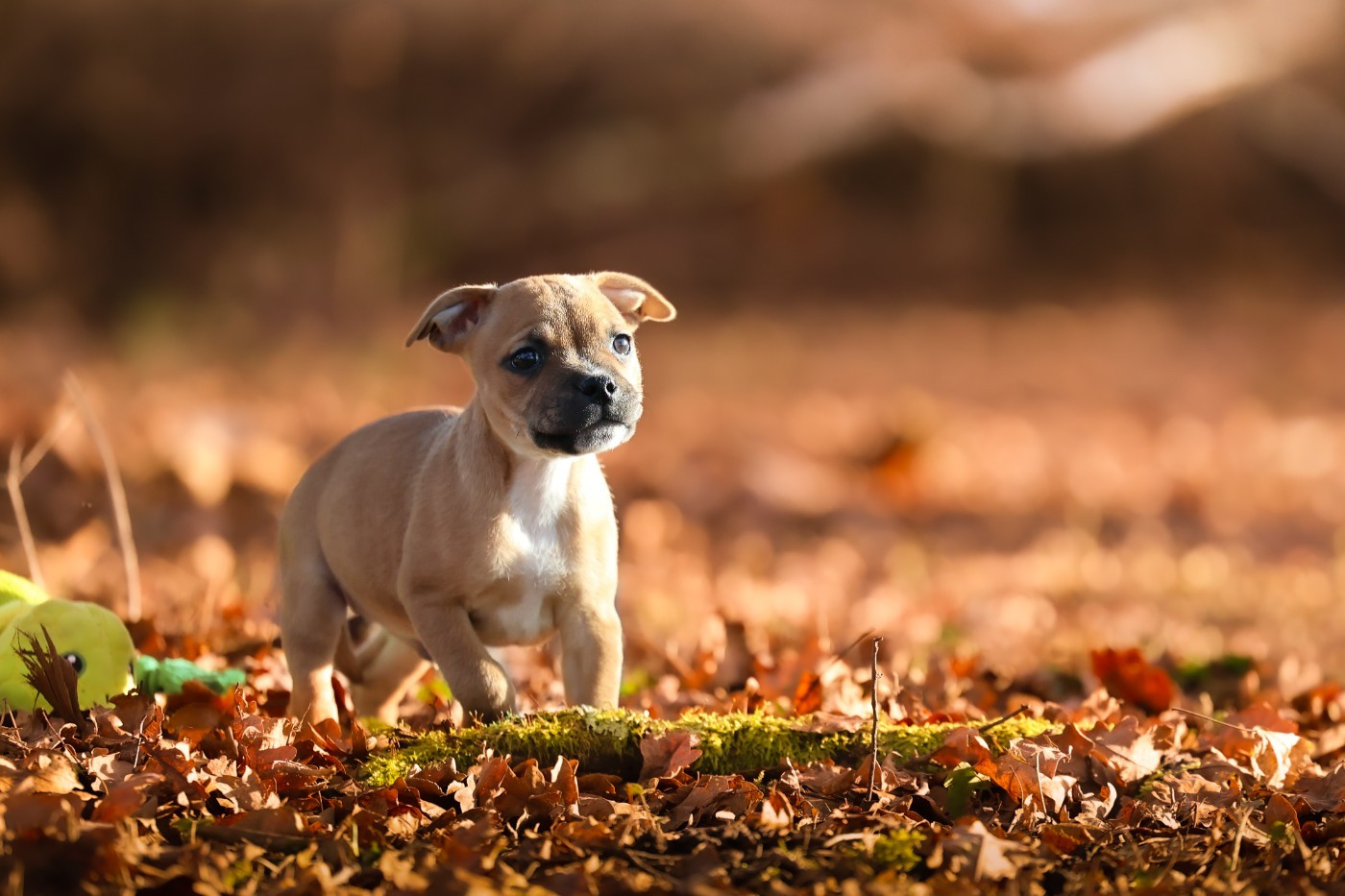 Spirit Wolf Addict - Chiots disponibles - Staffordshire Bull Terrier