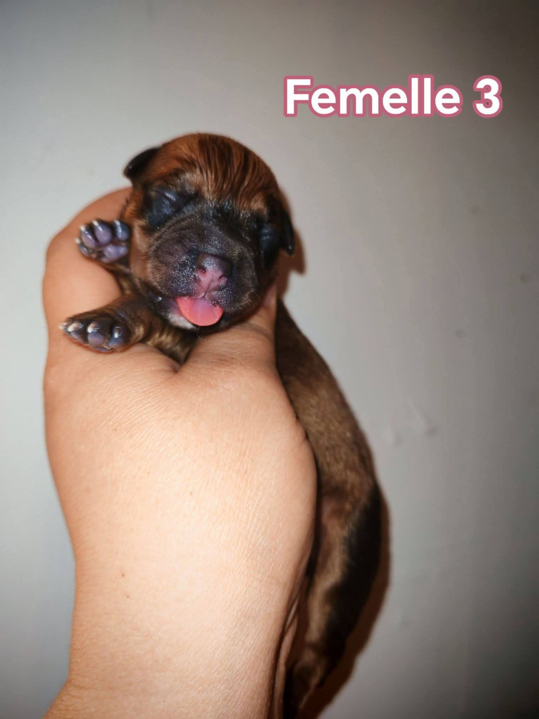 Spirit Wolf Addict - Chiots disponibles - Staffordshire Bull Terrier