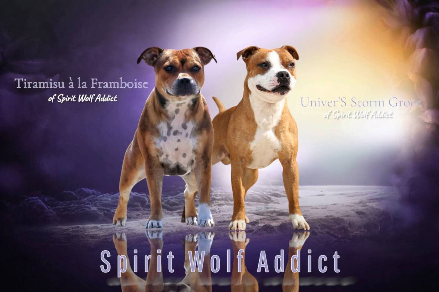 Chiot Staffordshire Bull Terrier Spirit Wolf Addict