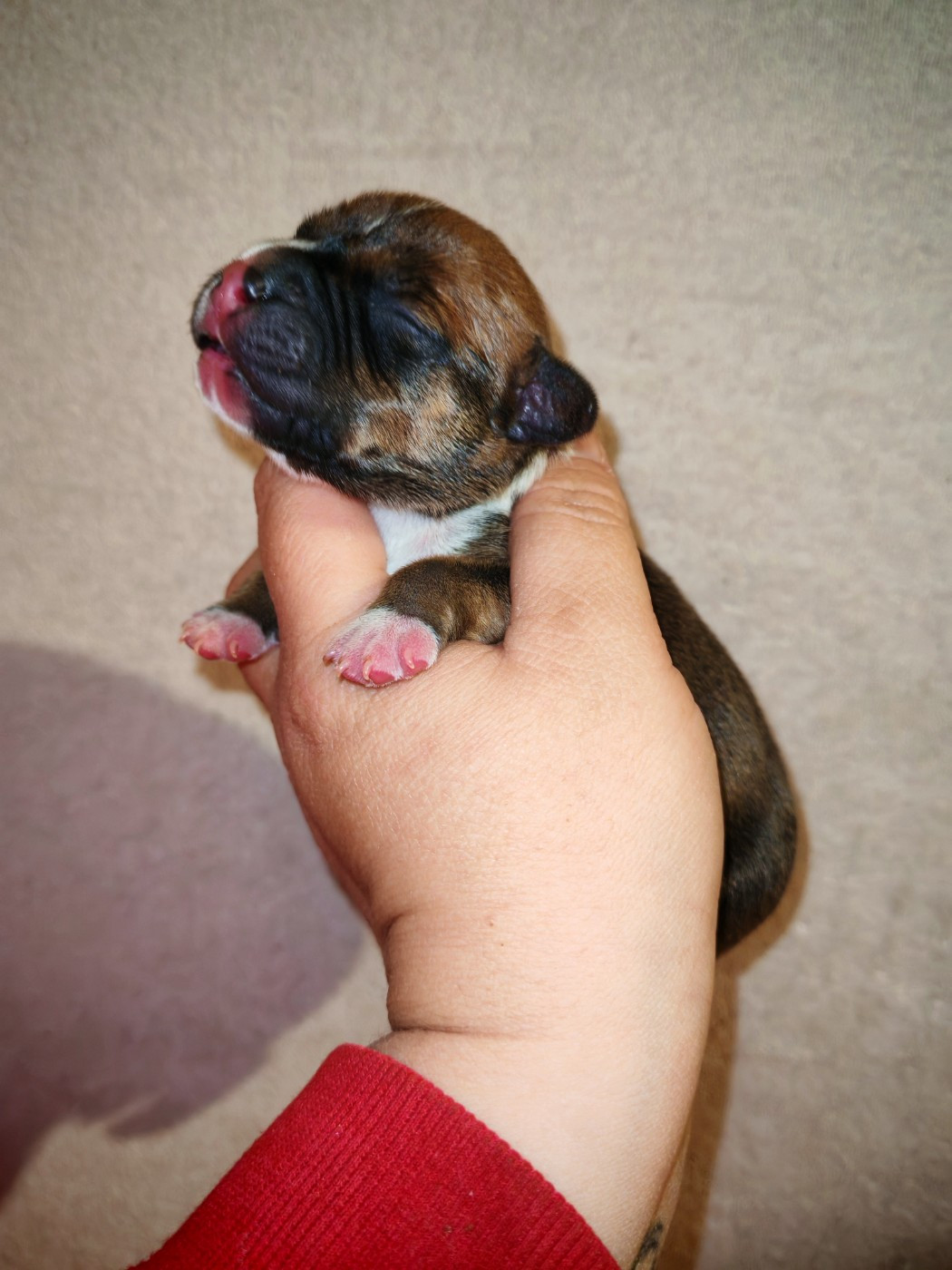 Spirit Wolf Addict - Chiots disponibles - Staffordshire Bull Terrier