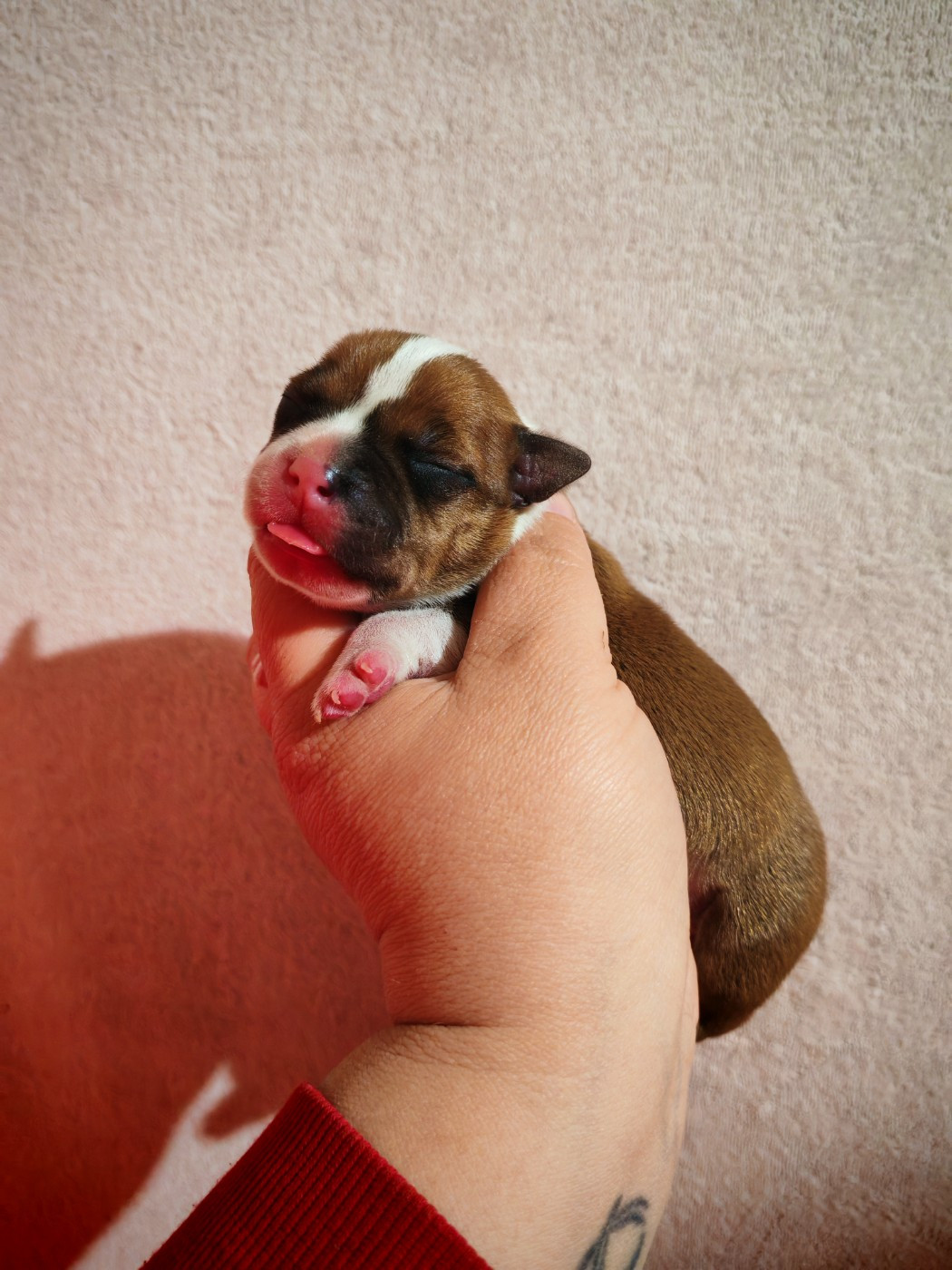 Spirit Wolf Addict - Chiots disponibles - Staffordshire Bull Terrier