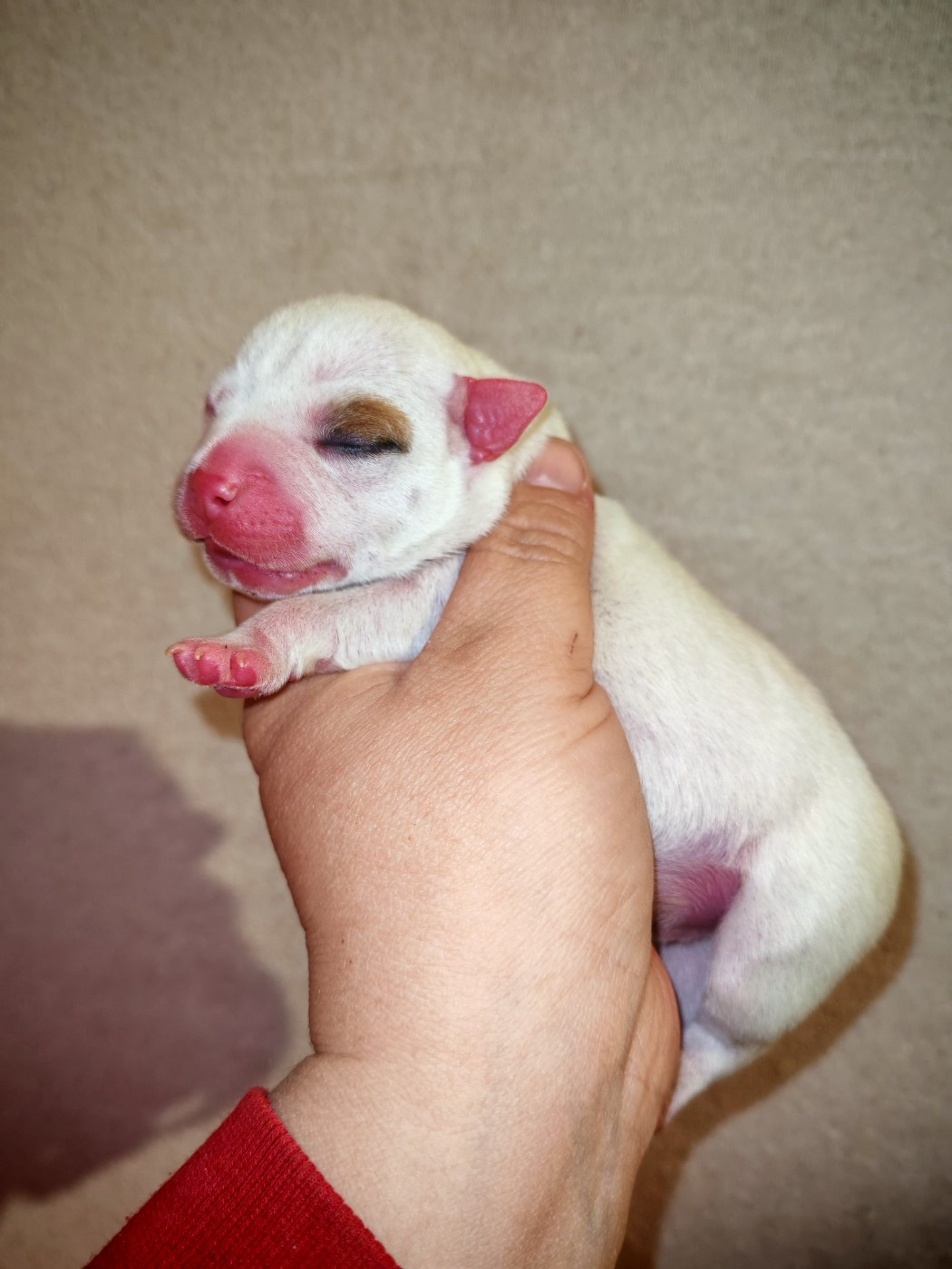 Spirit Wolf Addict - Chiots disponibles - Staffordshire Bull Terrier